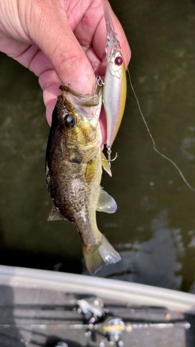 ラージマウスバスの釣果
