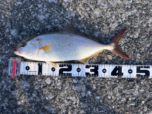 ネリゴの釣果