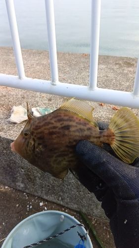 大野地区釣り護岸