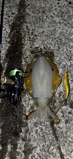 アオリイカの釣果