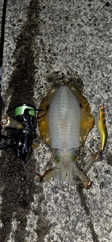 アオリイカの釣果