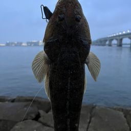 マゴチ