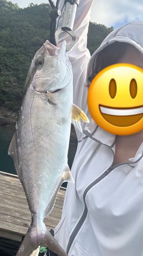 ショゴの釣果