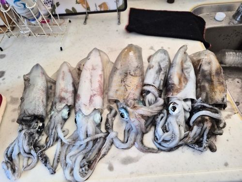 アオリイカの釣果