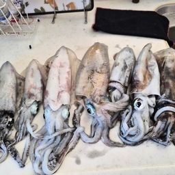アオリイカ