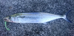 サゴシの釣果