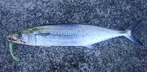 サゴシの釣果