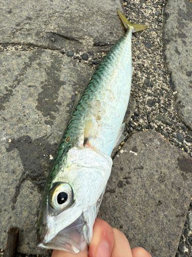サバの釣果