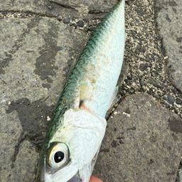 サバ