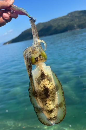 しまなみ海道