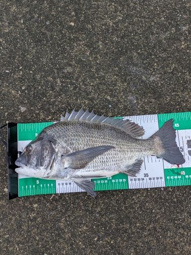 クロダイの釣果