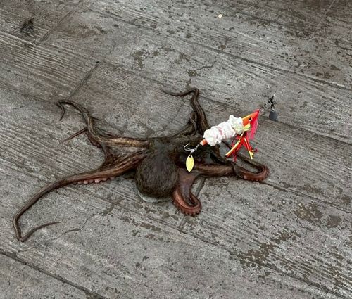 タコの釣果