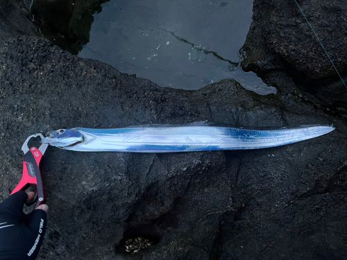 タチウオの釣果