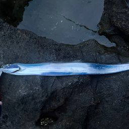 タチウオ