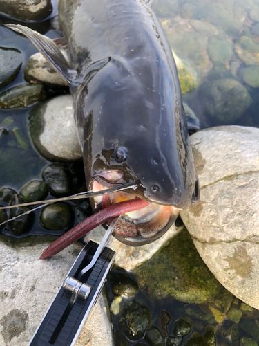 ナマズの釣果