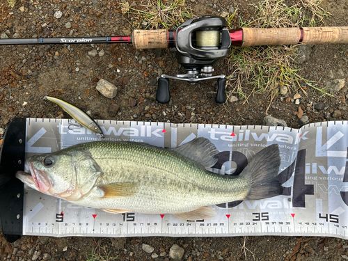 ブラックバスの釣果