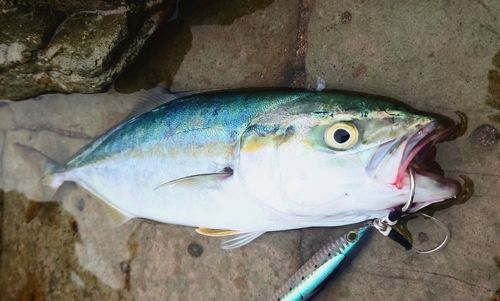 ブリの釣果