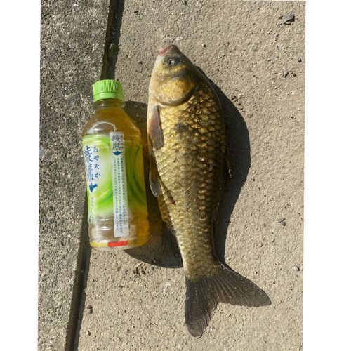 フナの釣果