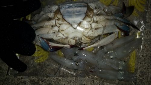 石狩湾