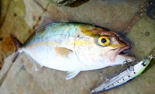 カンパチの釣果