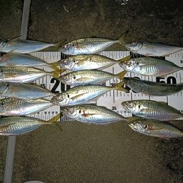アジ