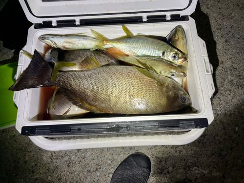 イサキの釣果