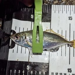アジ