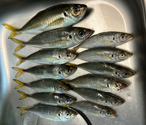 アジの釣果