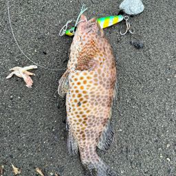 オオモンハタ