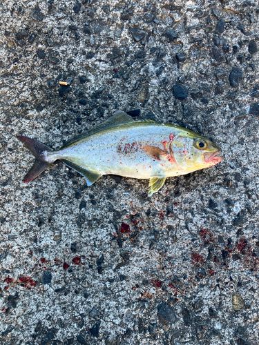 ネリゴの釣果
