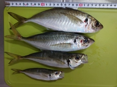 アジの釣果