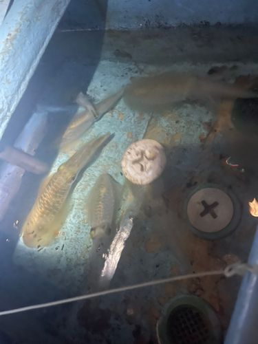 タイの釣果