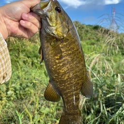 スモールマウスバス