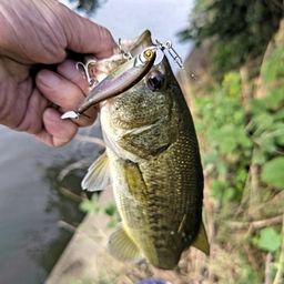 ラージマウスバス