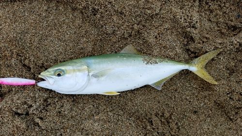 ワカシの釣果