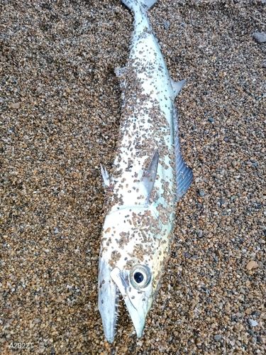 コズクラの釣果