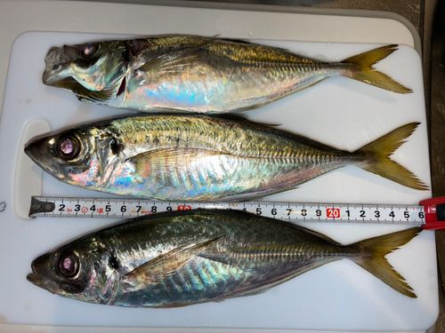 アジの釣果