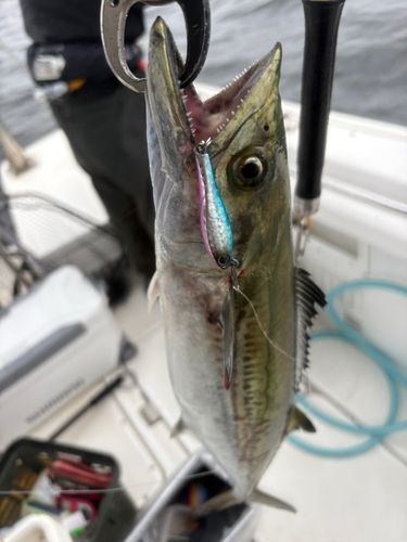 サゴシの釣果
