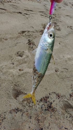 マサバの釣果