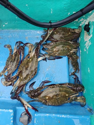 ワタリガニの釣果