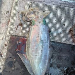 アオリイカ