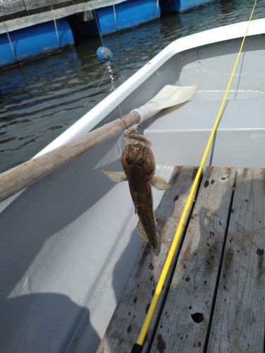 ハゼの釣果