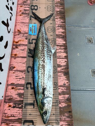 サワラの釣果