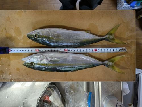 フクラギの釣果