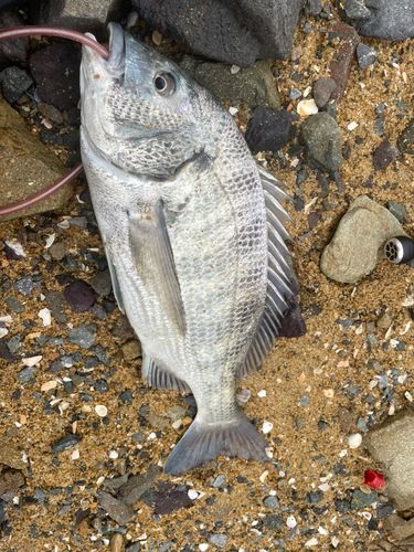 チヌの釣果