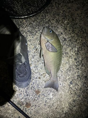 メジナの釣果