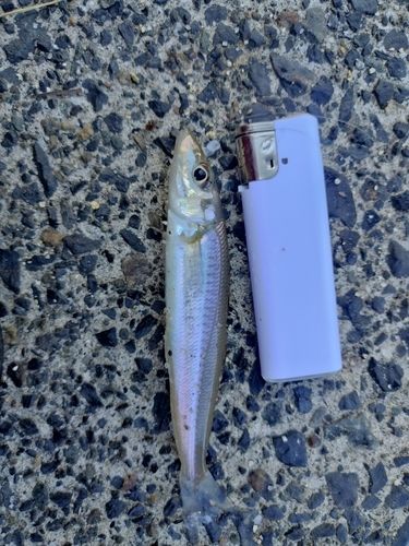 キスの釣果