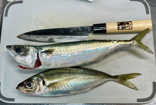 マアジの釣果