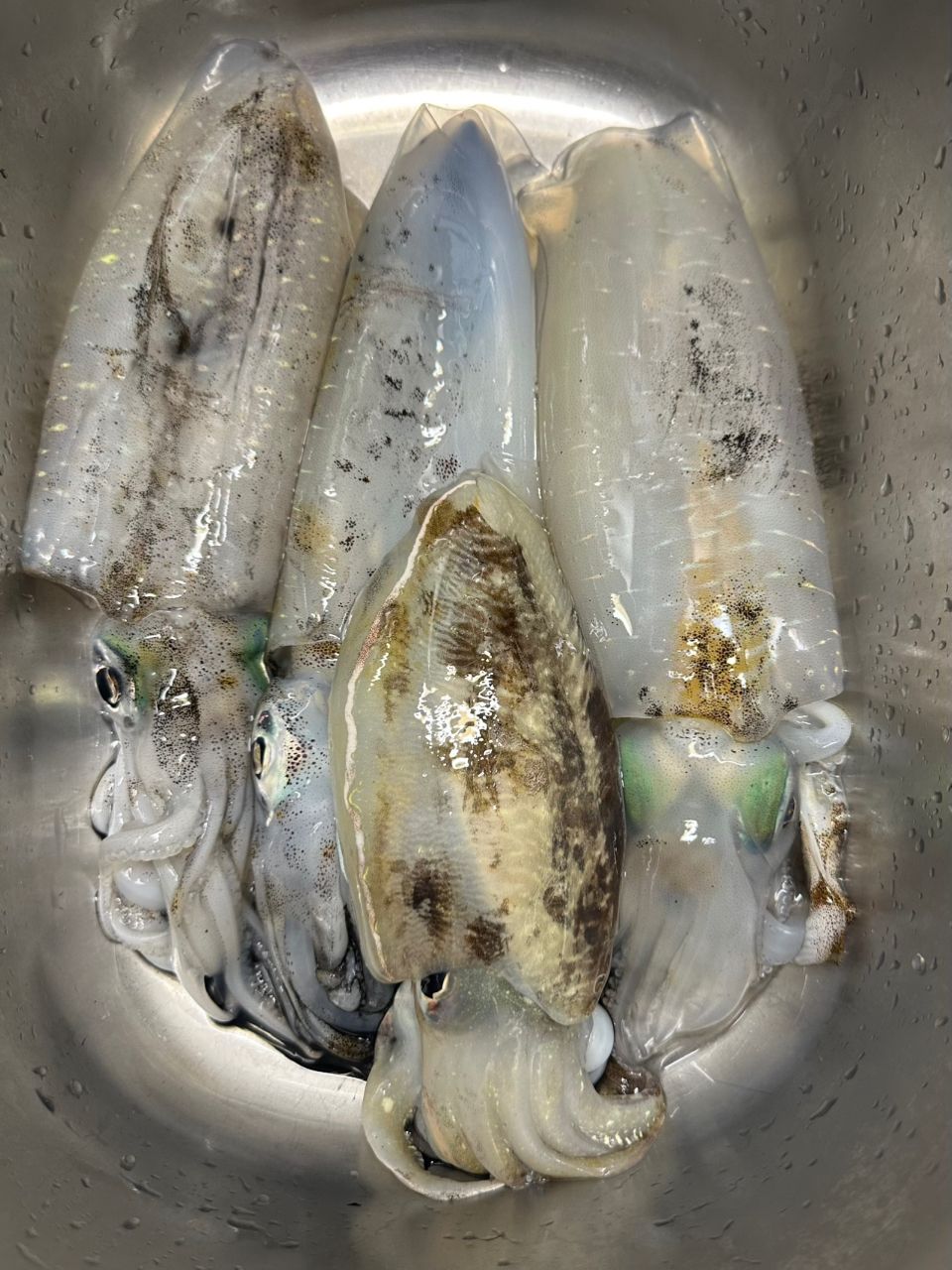 UOKINさんの釣果 1枚目の画像