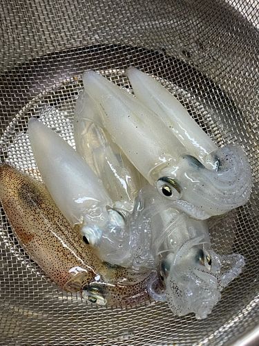 マメイカの釣果